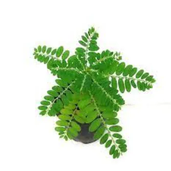 Amla Plants